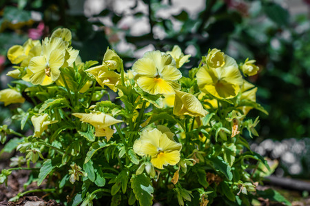 yellow beautiful flowers growing in the green gardenの写真素材