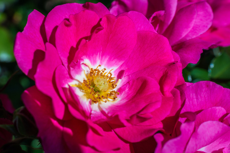 red beautiful rose growing in the green gardenの写真素材