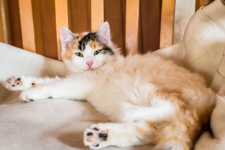 A cat on a wooden chairの写真素材