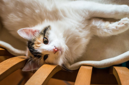 A cat on a wooden chairの写真素材