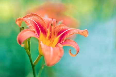 Orange lily growing in a green gardenの写真素材