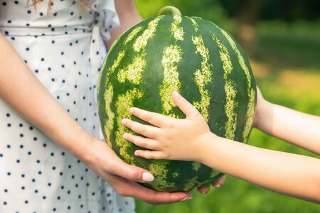 female and baby hands are holding a whole watermelon close up, a little girl's and young woman's hands holds a green watermelonの写真素材