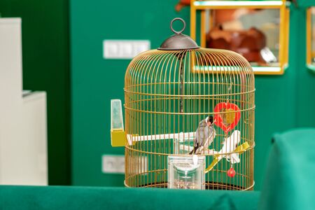 Couple of beautiful parrot in home cage.の写真素材