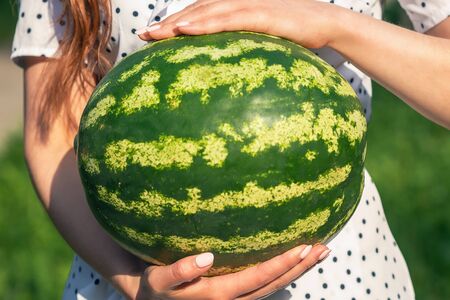 Whole watermelon in hands of young woman on green nature background, close up.の写真素材