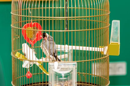 Couple of beautiful parrot at home cage. Stay home and quarantine concept.の写真素材