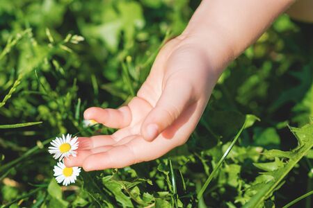 Hand of child picking a wild daisy on the green grass. Summer time. Selective focus.の写真素材