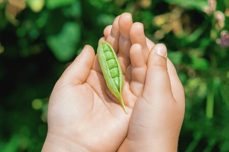 Open pod of pea in hands of a child in the garden in summer.の写真素材