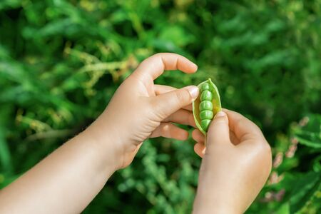 Close up of fresh open pod of green peas in the hands of a child.の写真素材