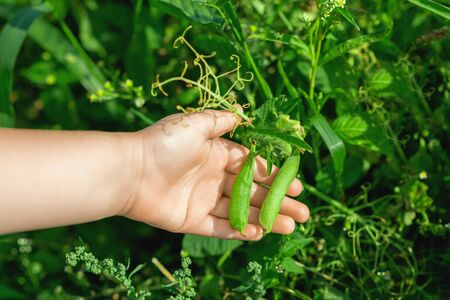 Fresh pods of green peas in hands of child in the garden in summer.の写真素材