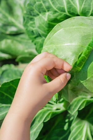 Close up of hand of child touching leaf of white cabbage. Harvesting cabbage.の写真素材