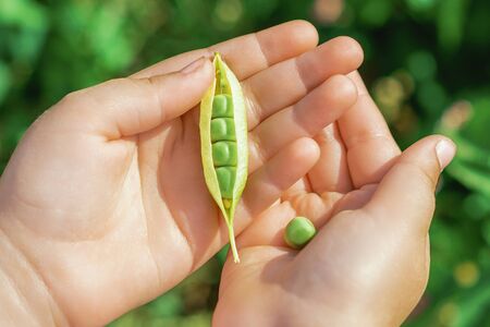 Top view of pen pod of pea in hands of a child in the garden in summer.の写真素材