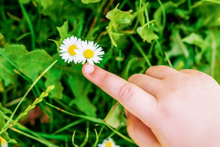 Top view of finger of child touching the wide daisy flower.の写真素材