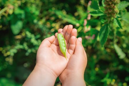 Top view of pen pod of pea in hands of a child in the garden in summer.の写真素材