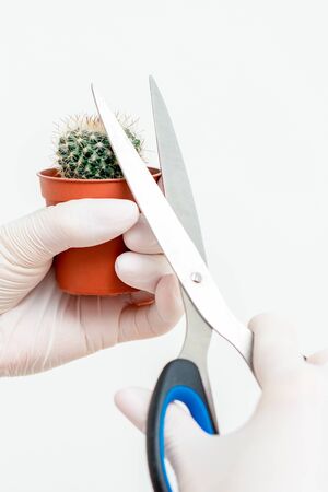 Human hands in protective gloves cutting thorn of cactus by scissors on white backgroundの写真素材