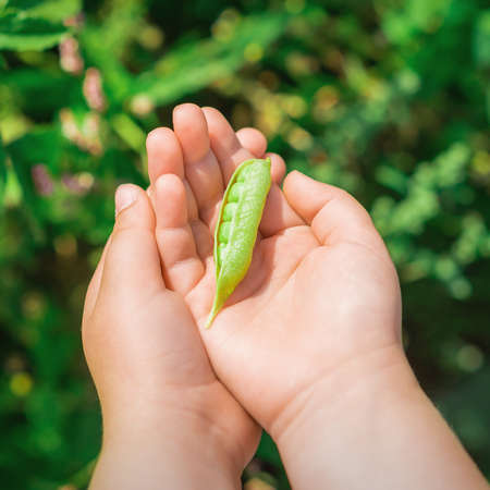 Top view of pen pod of pea in hands of a child in the garden in summer.の写真素材