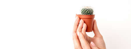 Female hand holding nice small green cactus in flower pot on white background with copy spaceの写真素材