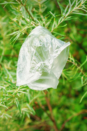 White plastic bag hanging on green fir tree branch at park