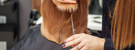 Hairdresser cuts red hair tips holding lock of red hair between fingers in beauty salon. Getting rid of split endsの写真素材