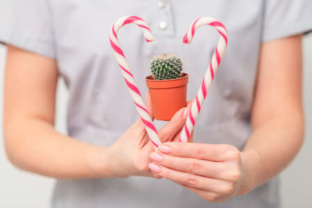 Small cactus in pot with christmas candy in female doctor or beautician handsの写真素材