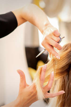 Cutting female blonde hair. Hairdresser cuts hair of a young caucasian woman in a beauty salon close upの写真素材