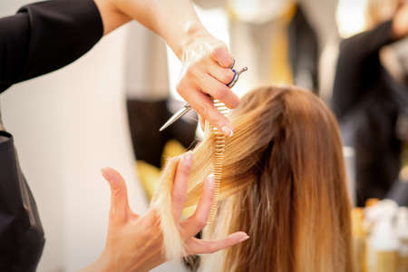 Cutting female blonde hair. Hairdresser cuts hair of a young caucasian woman in a beauty salon close upの写真素材