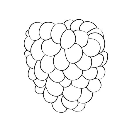 Black and white raspberries are neatly arranged on a plain white surfaceのイラスト素材
