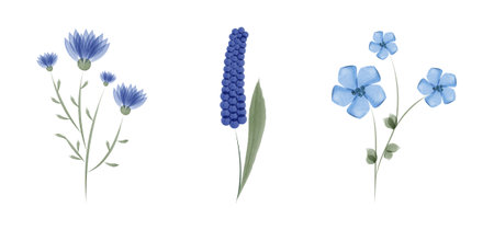 Three separate sets of flowers are depicted in a watercolor style against a white backdrop. The flowers are rendered in various shades of blue with green stems and leaves.のイラスト素材