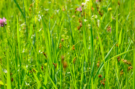 Motley grass of the summer meadow are photographed close-up 