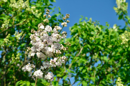 Gently inflorescence of Syringa is photographed on the blurred background of the green leaves and the blue sky の写真素材