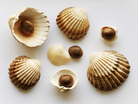 Cream-colored shells of bivalves and brown pits are photographed close-up