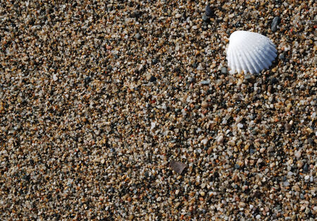 There are sand grains and small-sized pebbles of the wet beach  A white bivalve shell is in the upper right corner of the photo  の写真素材