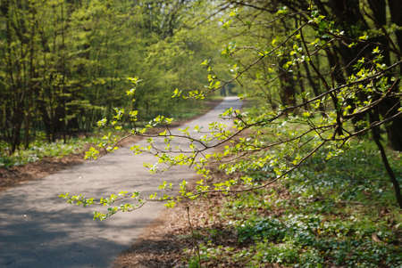 An asphalt alley is running away in the sunny spring park  Thin branches are blossoming on the foreground  の写真素材