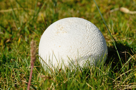 A young puffball is in the green grass of the mountain meadow.の写真素材