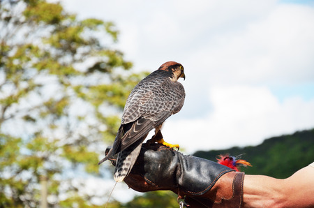 The falcon is sitting on the hand of a chasseur at the prey show in the chateau des Milandes.の写真素材