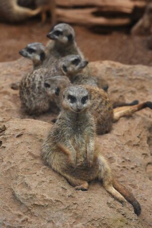 Five suricates are sitting together on the sand pile at the animal park.