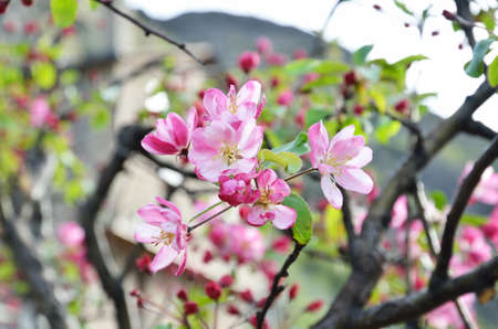 A branch is blossoming with rosy flowers against the blurry tree.