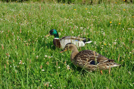 The pair of mallards are grazing in the green grass.の写真素材