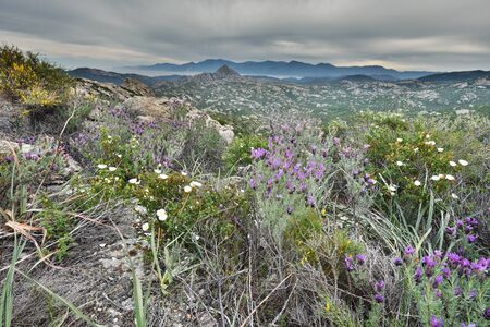 The Desert des Agriates is a barren, wild and beautiful wilderness in the Balagne region of the...