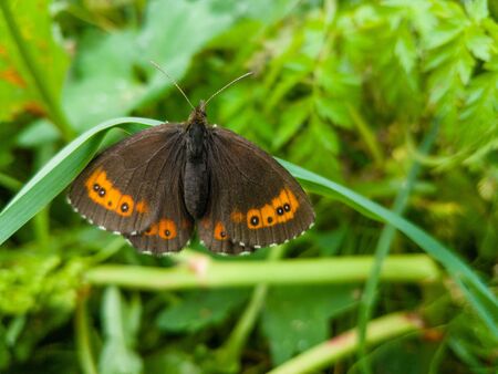 Brown butterfly is sitting in the grassの写真素材