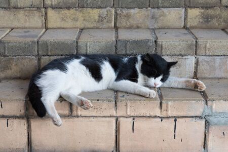 Stray cat sleeping on the stone stairsの写真素材