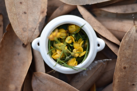 The flowers in the potの写真素材