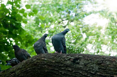 Culvers sit on an old tree, from above rays of a sunの写真素材