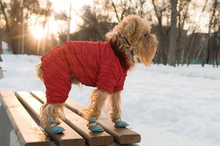 The dog of breed the brussels griffon walks in the winter in a warm jacket and boots.の写真素材