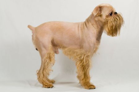 Dog of breed the Griffon Bruxellois after groomingの写真素材