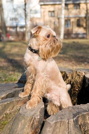 Dog of breed the Griffon Bruxellois on walk in park in the spring.の写真素材
