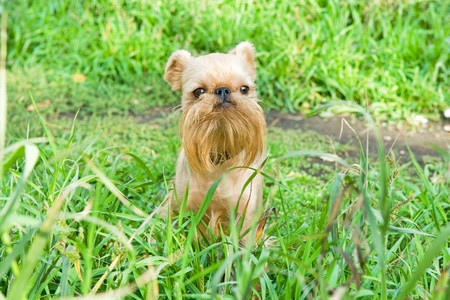 Small dog of breed the Griffon Bruxellois on walk in the summerの写真素材
