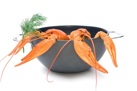Closeup of isolated crayfish in pan on white backgroundの写真素材