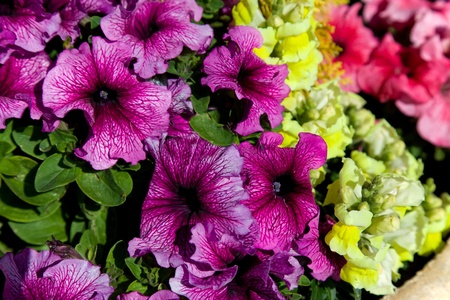 Outdoor flowers of red, yellow and purpleの写真素材