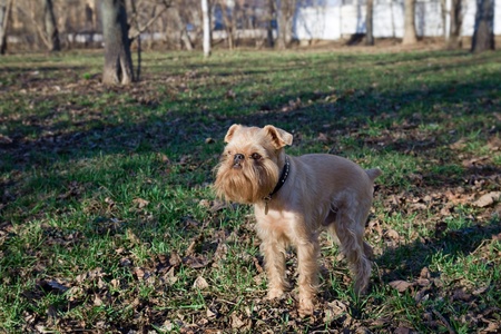Small dog of breed the Griffon Bruxellois on walk in the springの写真素材