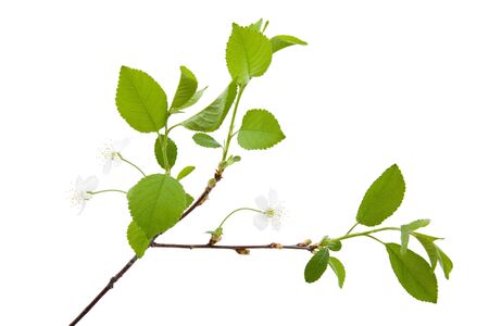 Branch cherry in blossom isolated on white.の写真素材